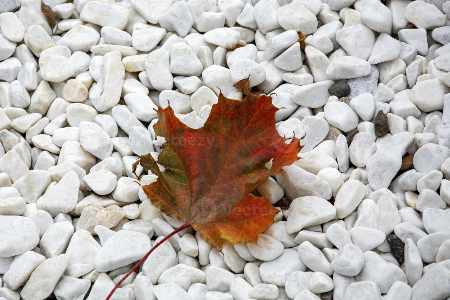 Ahornblatt. auf weißem Kies liegt ein rotes Blatt. foto