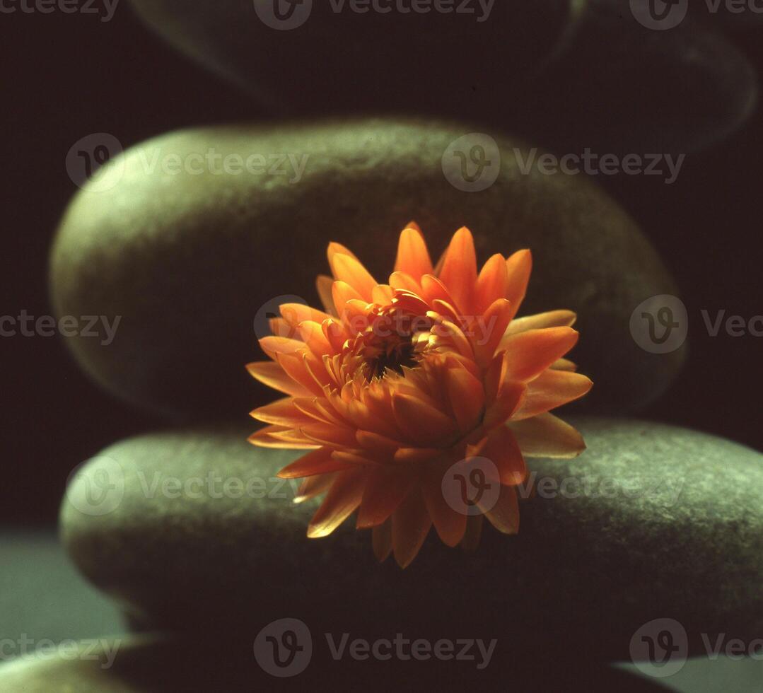 Orange Blume auf oben von Felsen foto