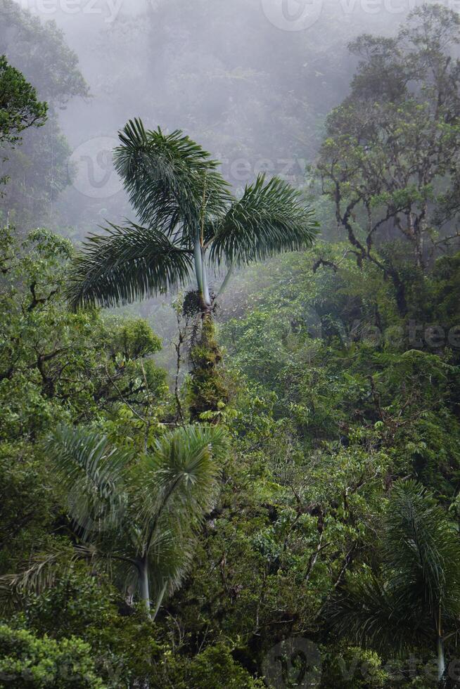 Nebel im tropisch Wolke Wald, manu National Park, Peru foto