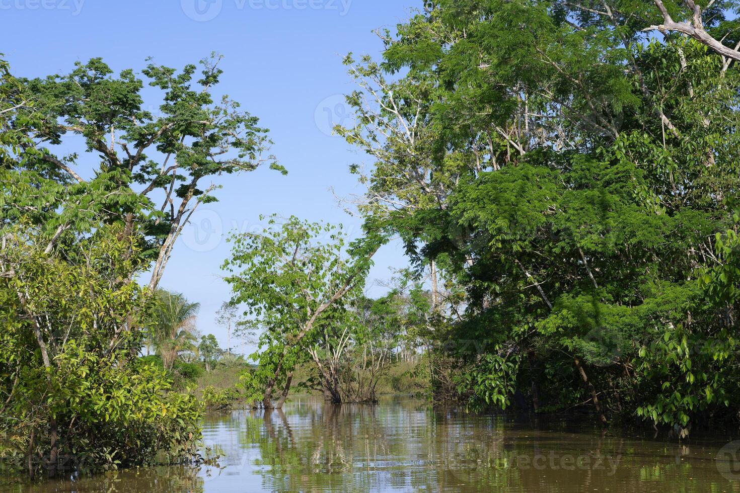 Bäume im das überflutet Wald, Amazonas Zustand, Brasilien foto