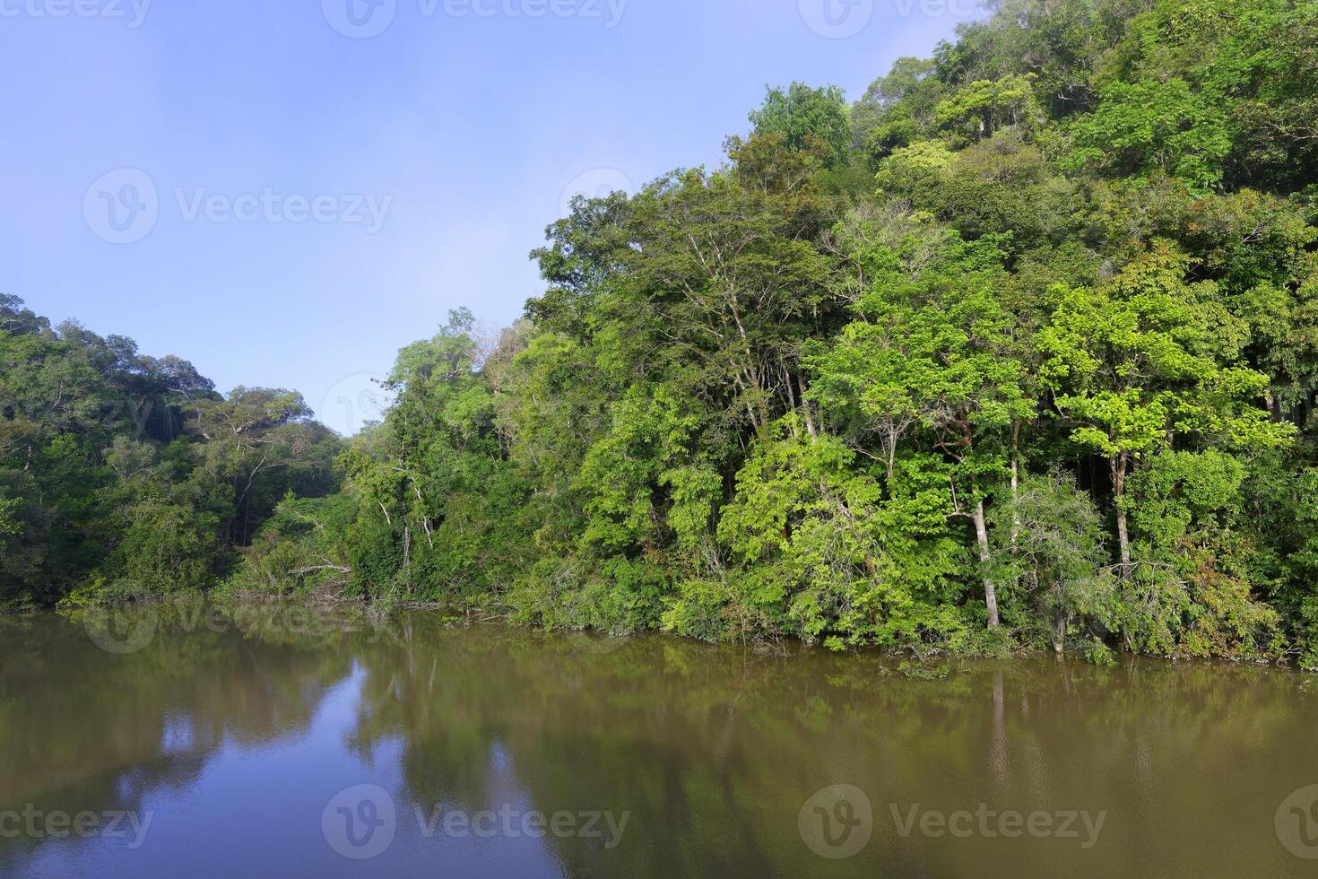 überflutet Wald entlang das amana Fluss, Amazonas Zustand, Brasilien foto