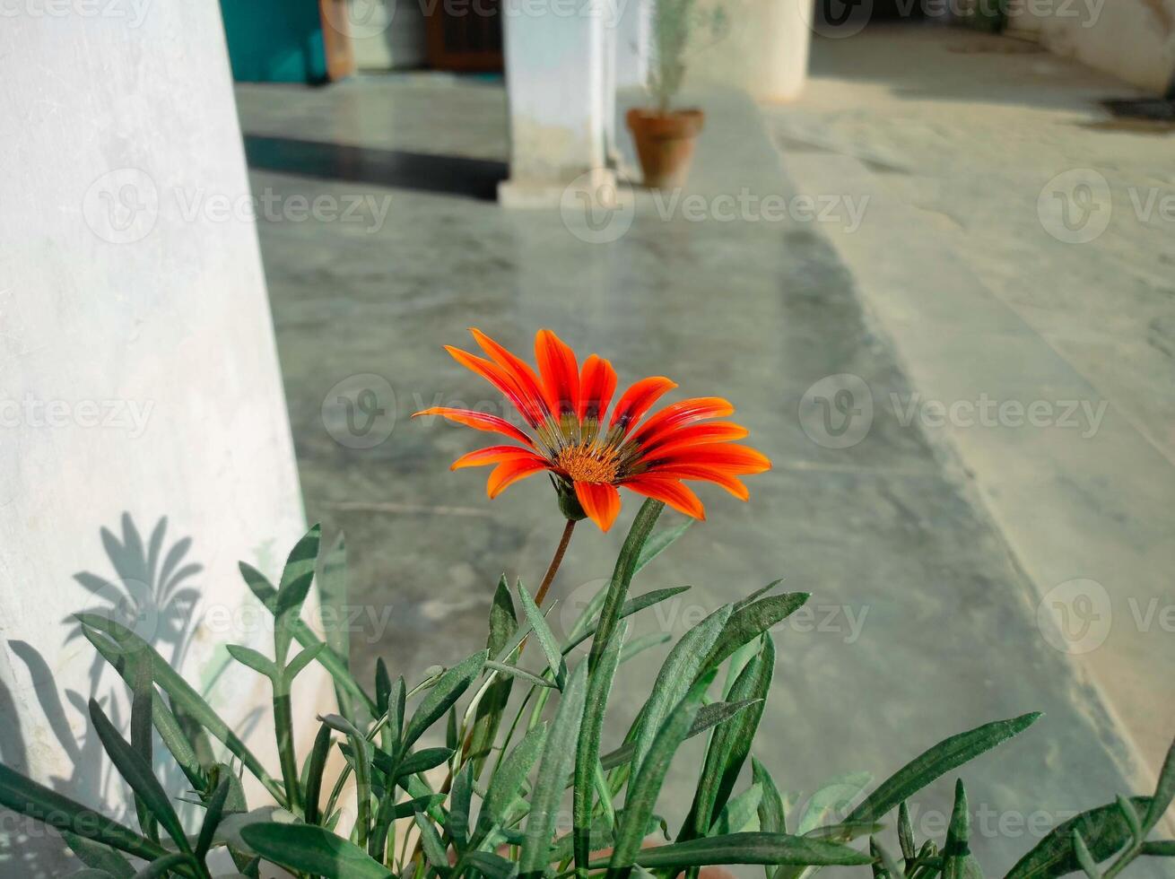 Orange Gazania Blume Gartenarbeit foto