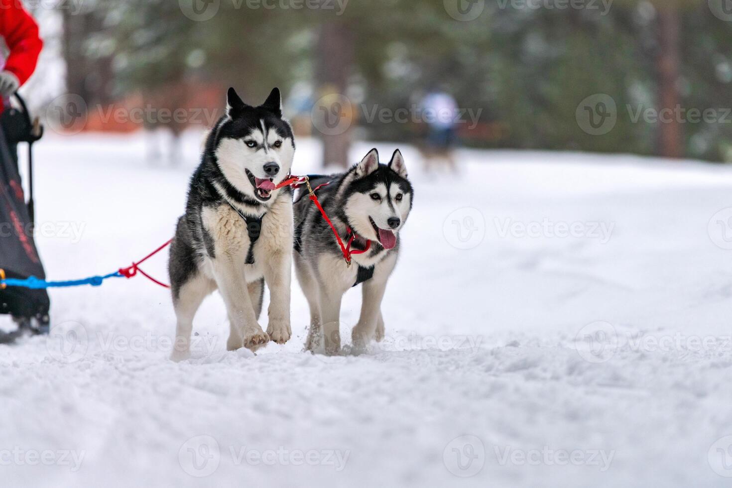 Schlittenhunderennen. Husky-Schlittenhundegespann im Geschirrlauf und Zughundefahrer. Wintersport-Meisterschaftswettbewerb. foto