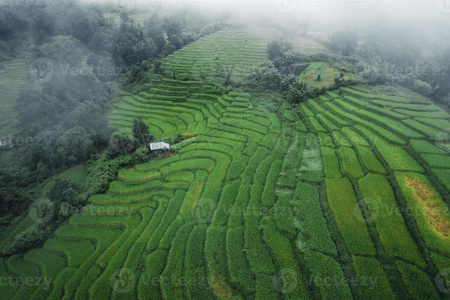 Reis und Reisfelder an einem regnerischen Tag foto