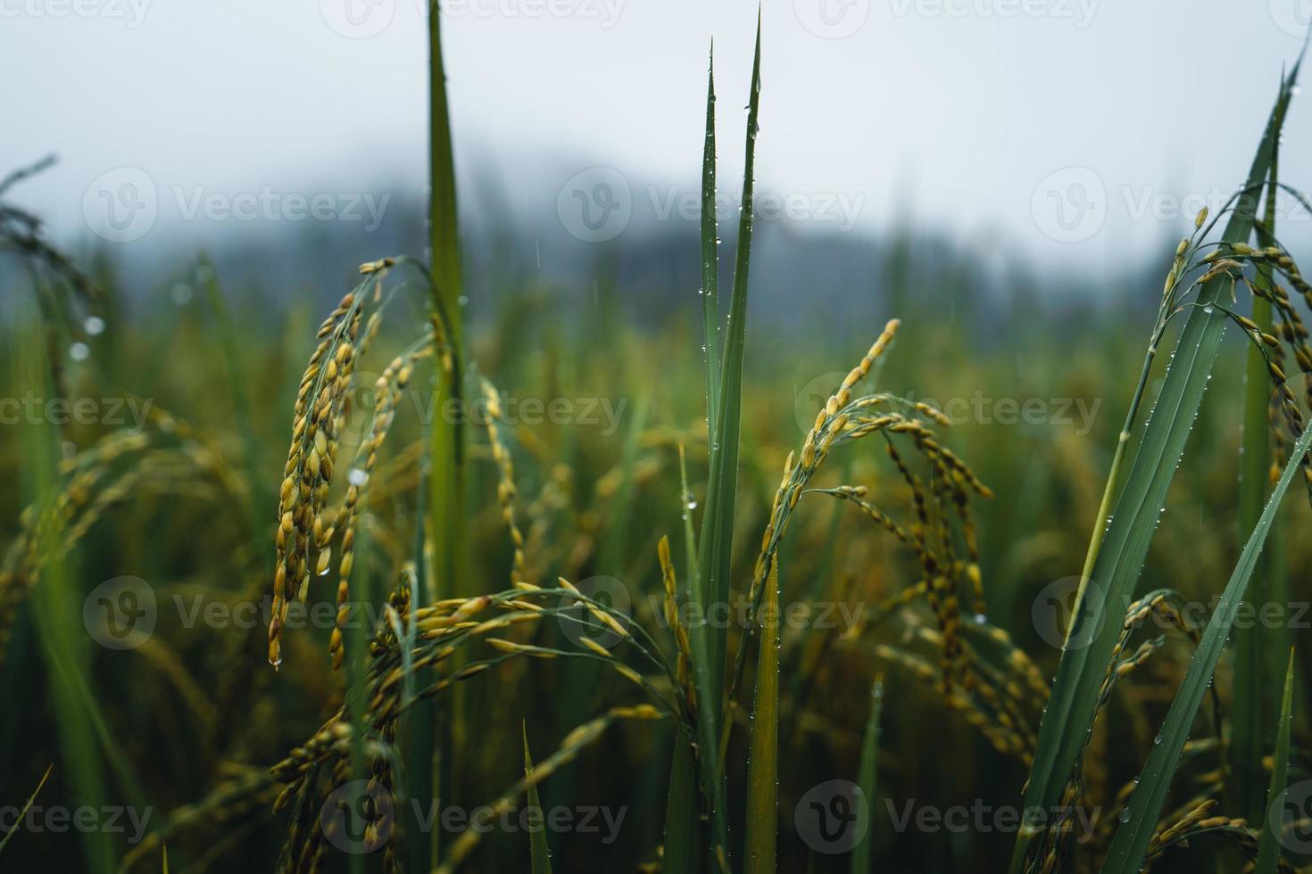 Reis und Reisfelder an einem regnerischen Tag foto