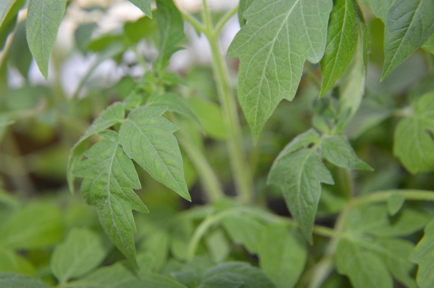 Makroschießende Setzlinge von jungem Gemüse zum Anpflanzen im Garten foto