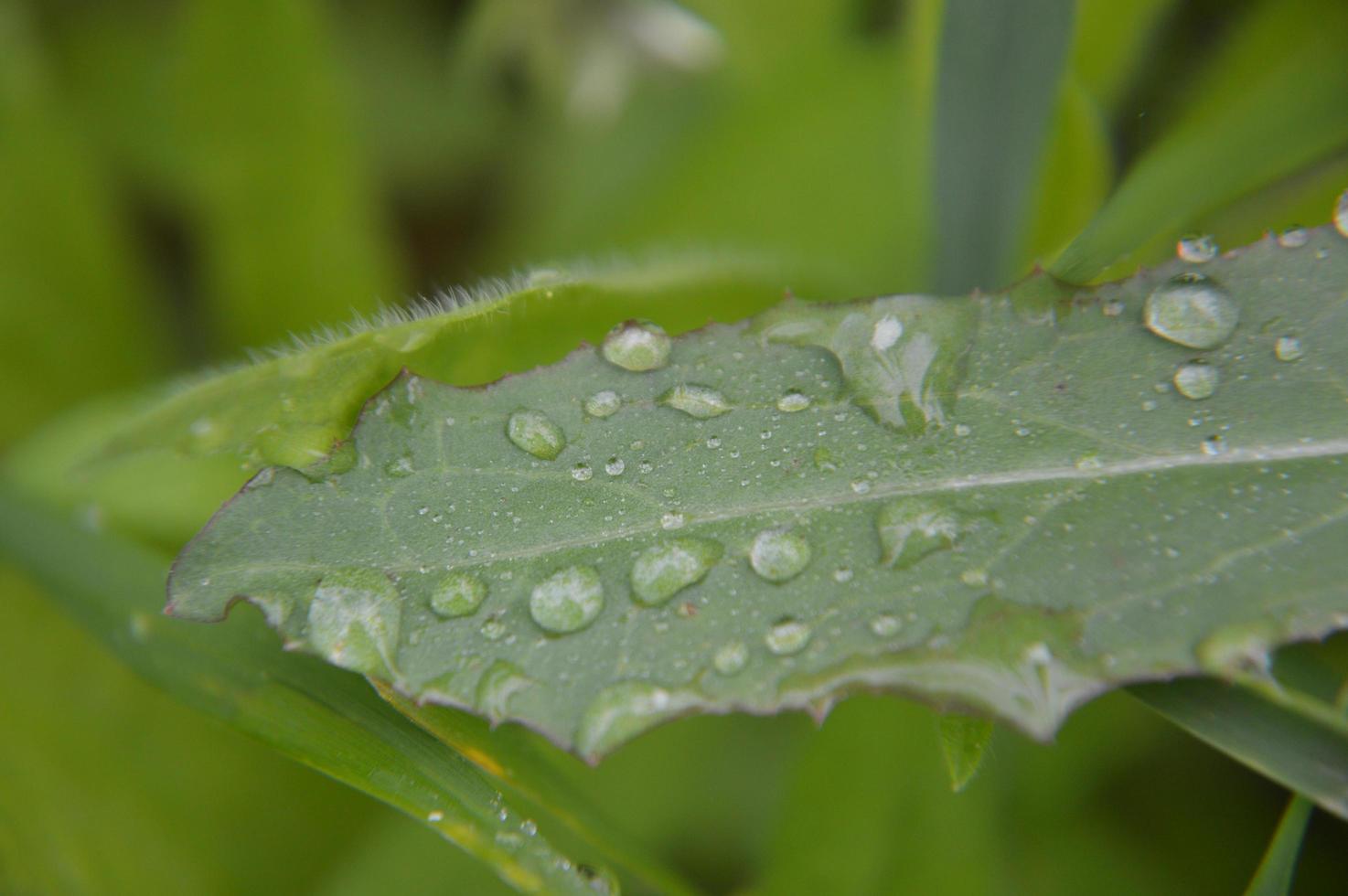 Waldpflanzen und Details von Bäumen und Büschen foto