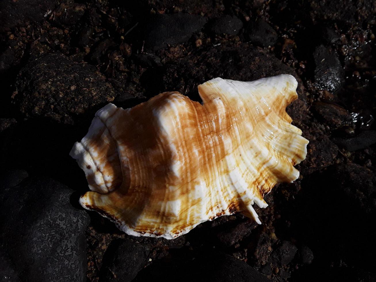 ägyptische Muscheln im Roten Meer Nahaufnahme foto