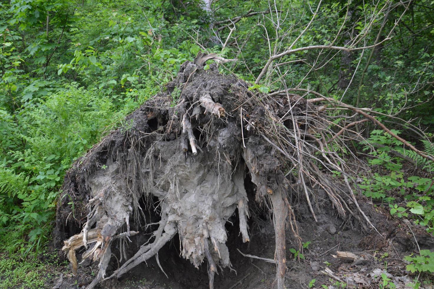 Waldtextur von Sommerbäumen und -pflanzen in Europa foto