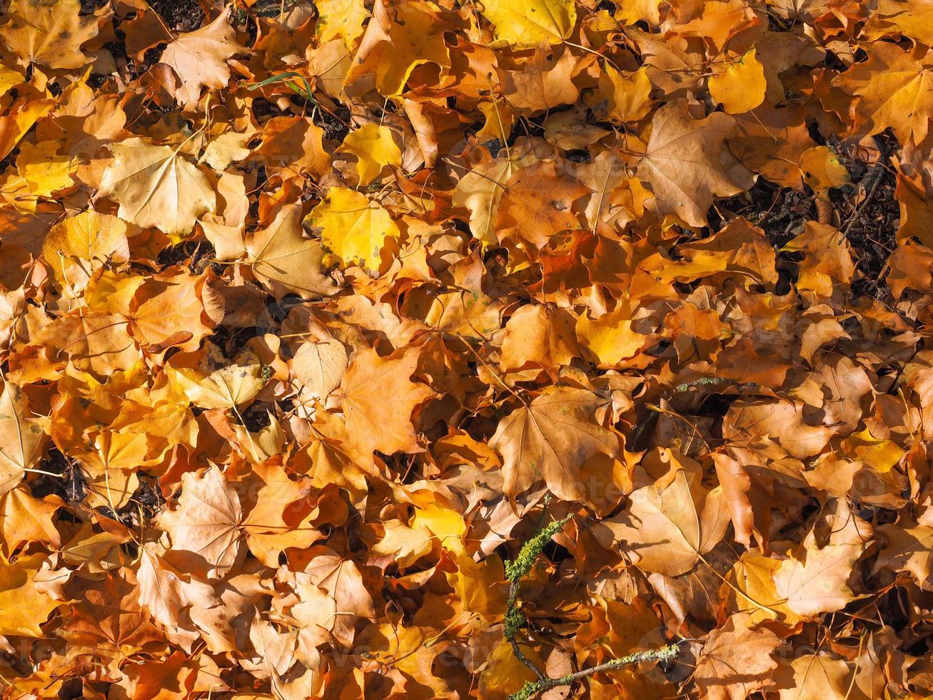 Herbstlaub Hintergrund foto