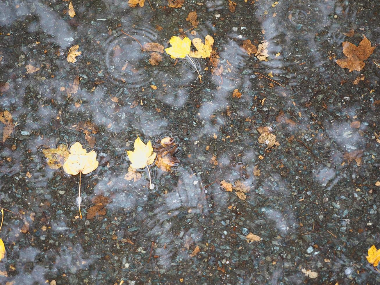 braune Blätter im Wasserbeschaffenheitshintergrund foto