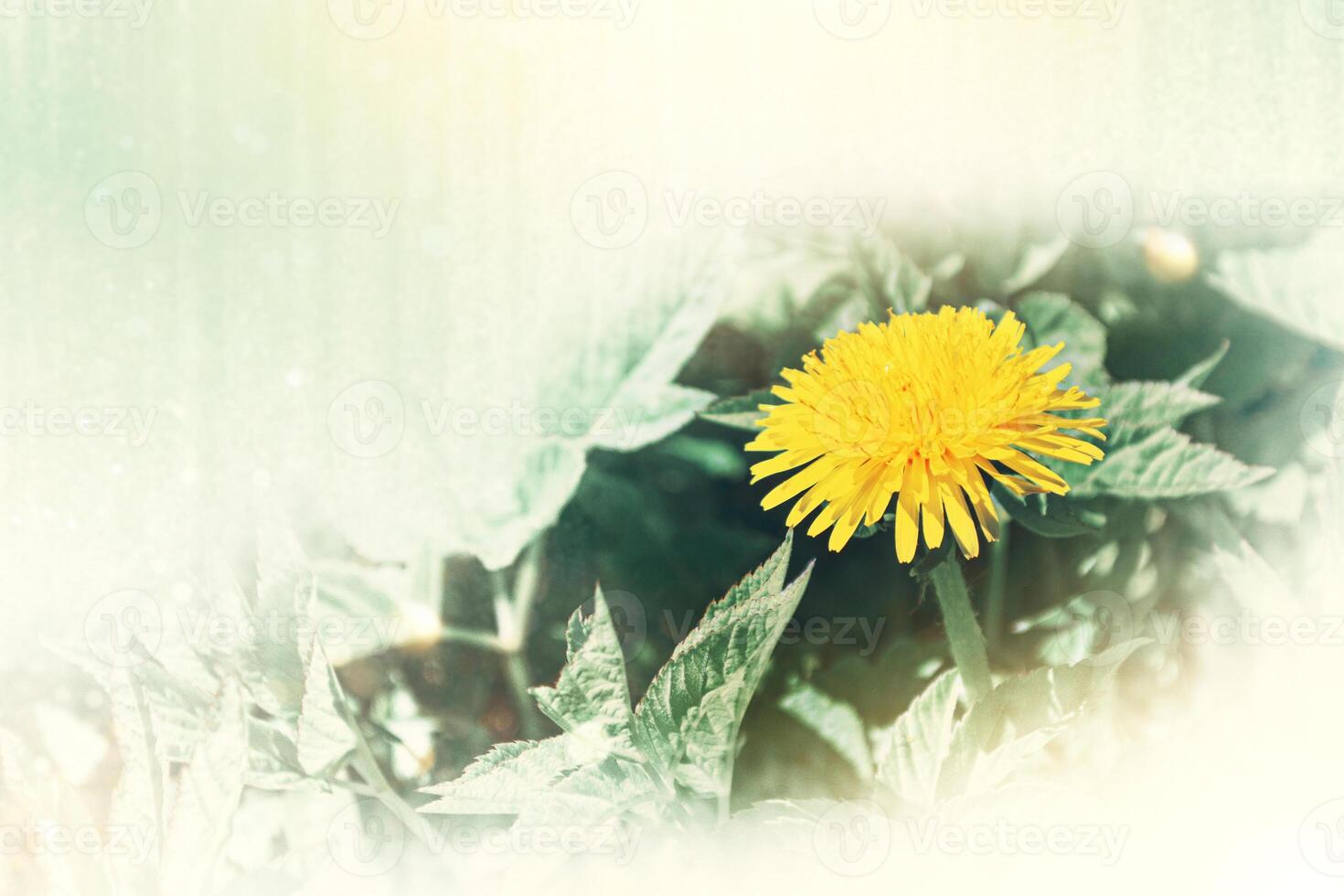 Flauschige Löwenzahnblüte vor dem Hintergrund der Sommerlandschaft. foto