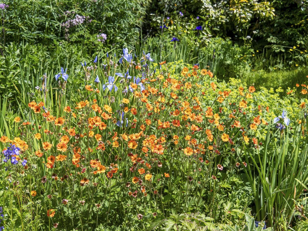 orangefarbene Geums und blaue Iris in einem Garten foto