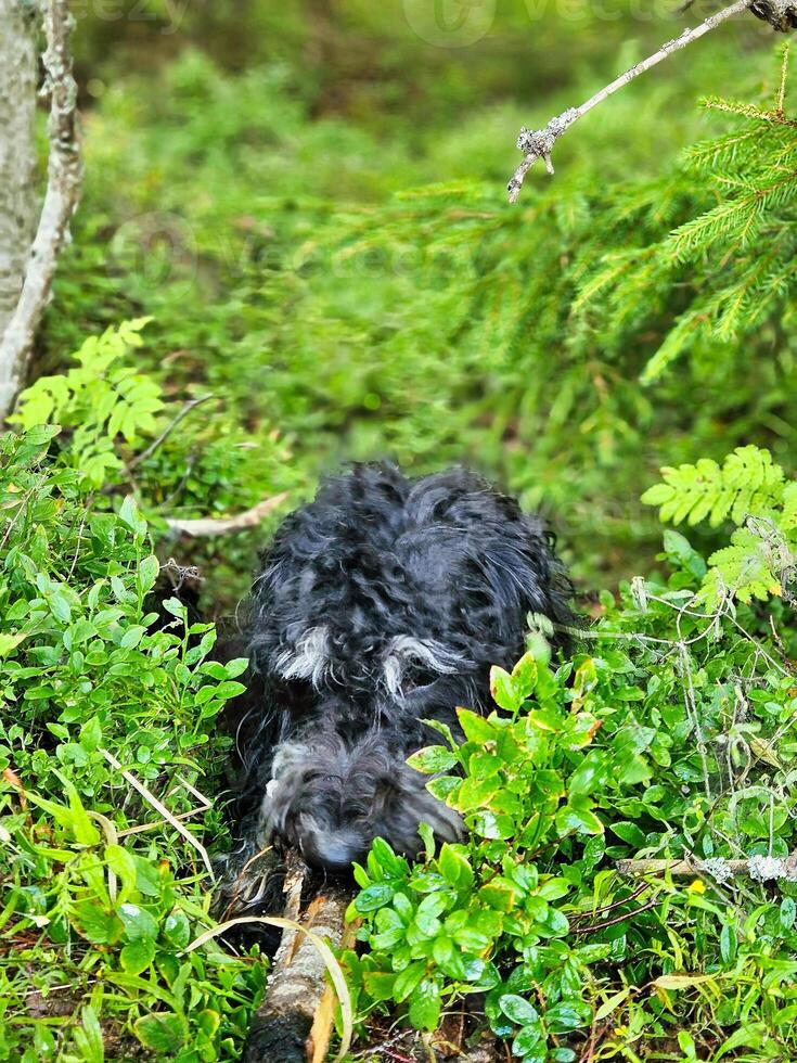 Porträt von ein Goldendoodle . das Hund ist Lügen im das Wald zwischen Blaubeere Gebüsch foto