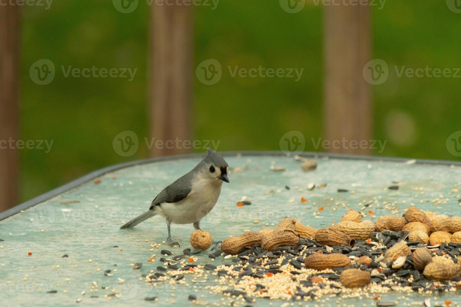 diese süß wenig getuftet Meise saß auf das Glas Tabelle von das Deck. das klein Vogel ist damit winzig. ich Liebe Liebe seine grau Gefieder und wenig Irokesenschnitt. er ist Sitzung unter damit viel Vogelfutter und Erdnüsse. foto