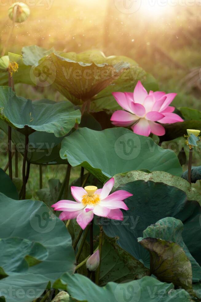 Rosa Lotus Blume sind Blühen foto