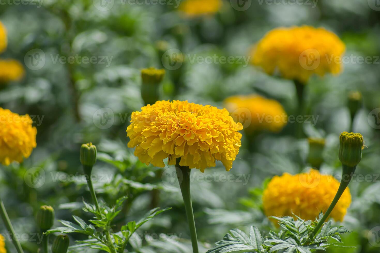 Gelb Ringelblumen Blume im das Garten. foto