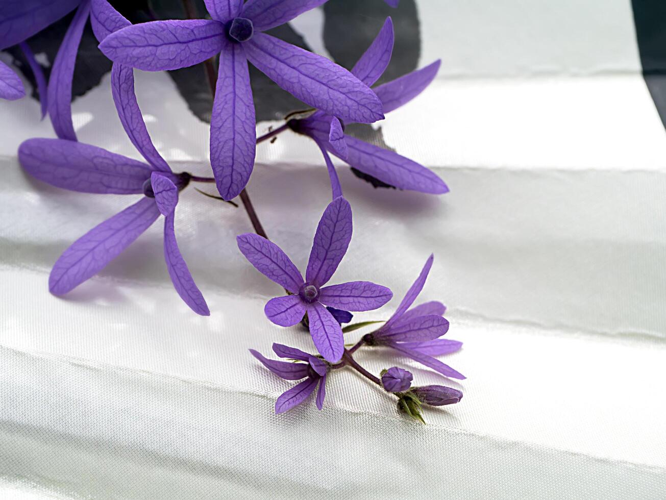 violett petrea Blumen auf Baum. foto