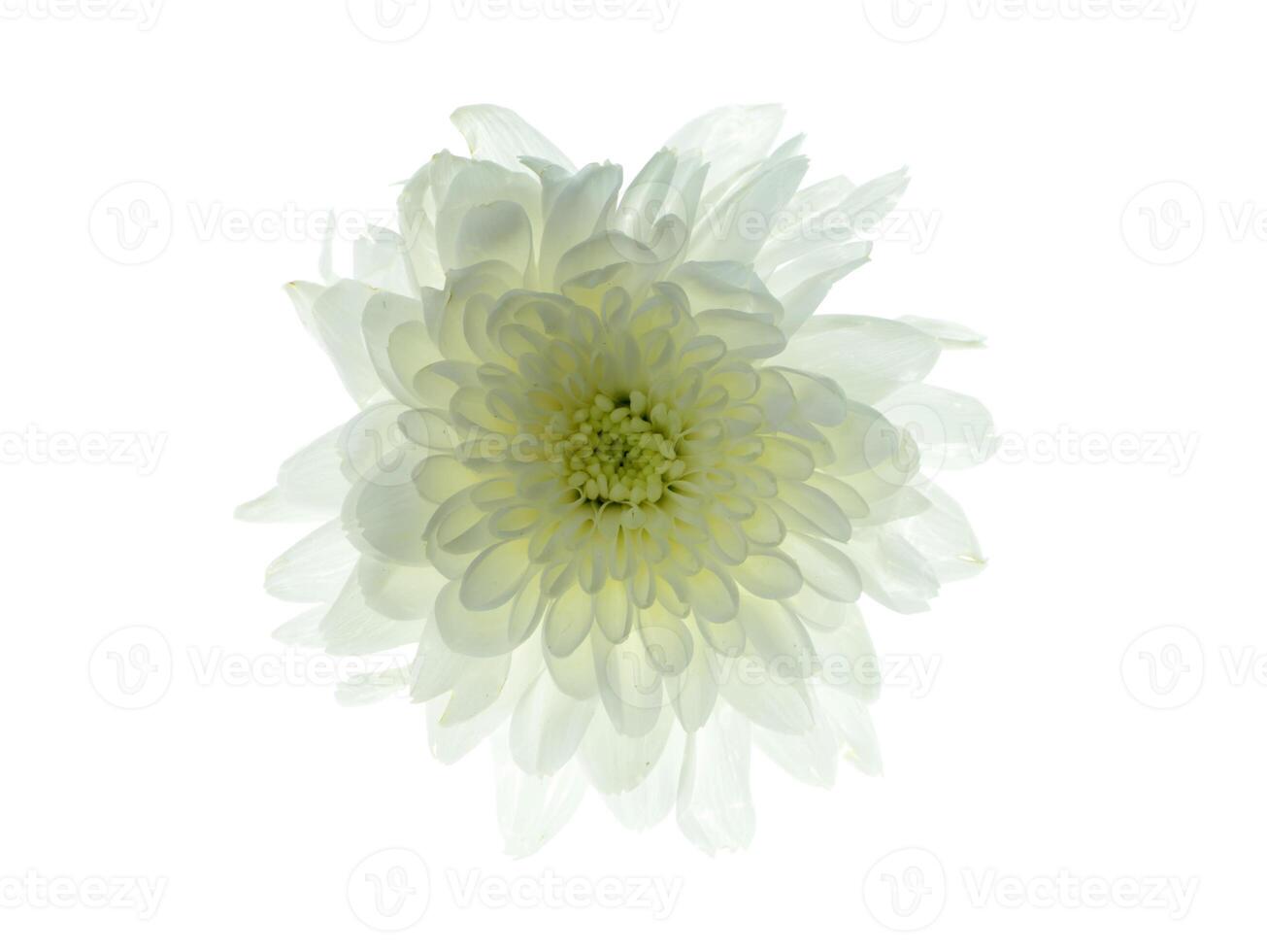 schließen oben Chrysantheme Blume. foto