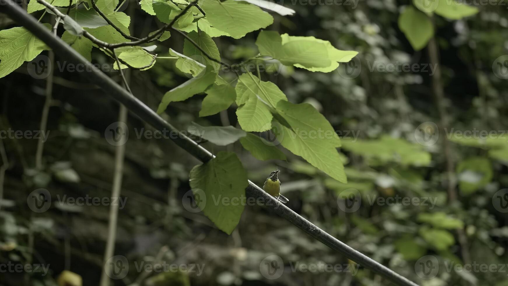 klein Vogel auf Baum Ast im Sommer. kreativ. schön Gelb Vogel ist Sitzung auf Ast im Grün Wald. schön Gelb Vogel im Wald. Flora und Fauna von Wald foto