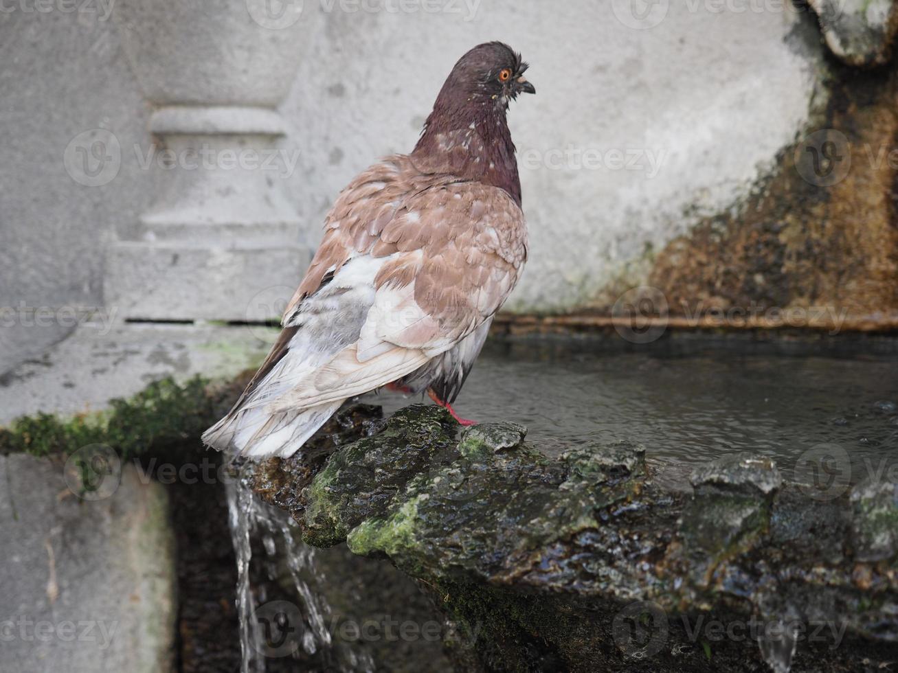 Tauben kühlen sich am Brunnen ab foto