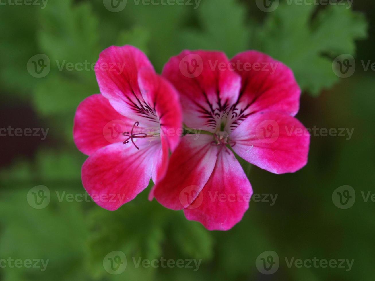 rosa Geranienblatt foto