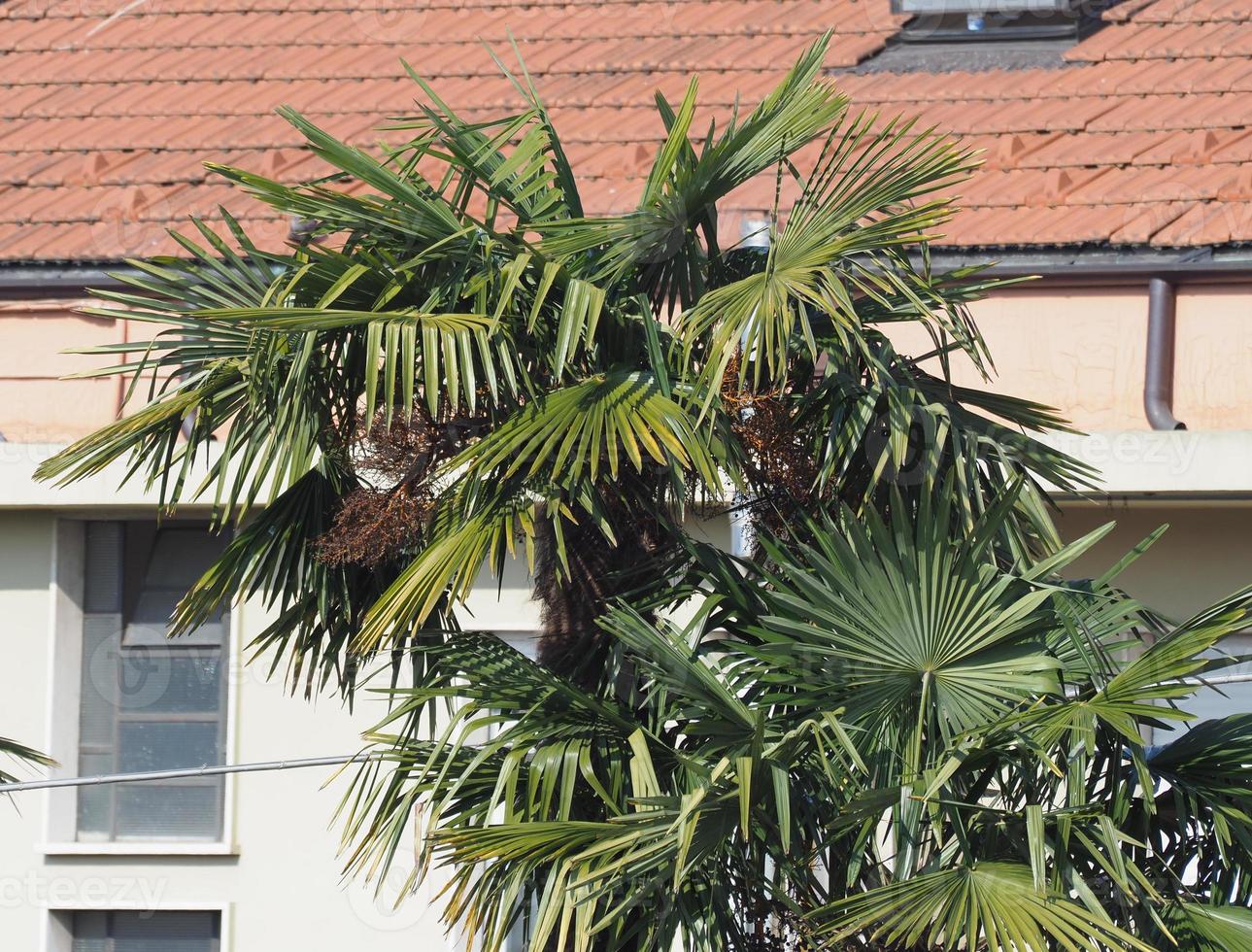 Palme in Italien foto