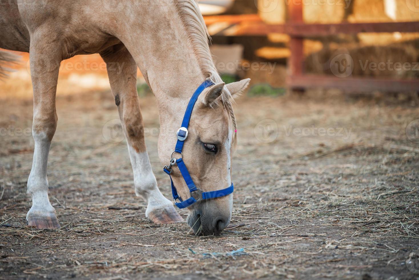 beiges Pferd auf einer Ranch foto