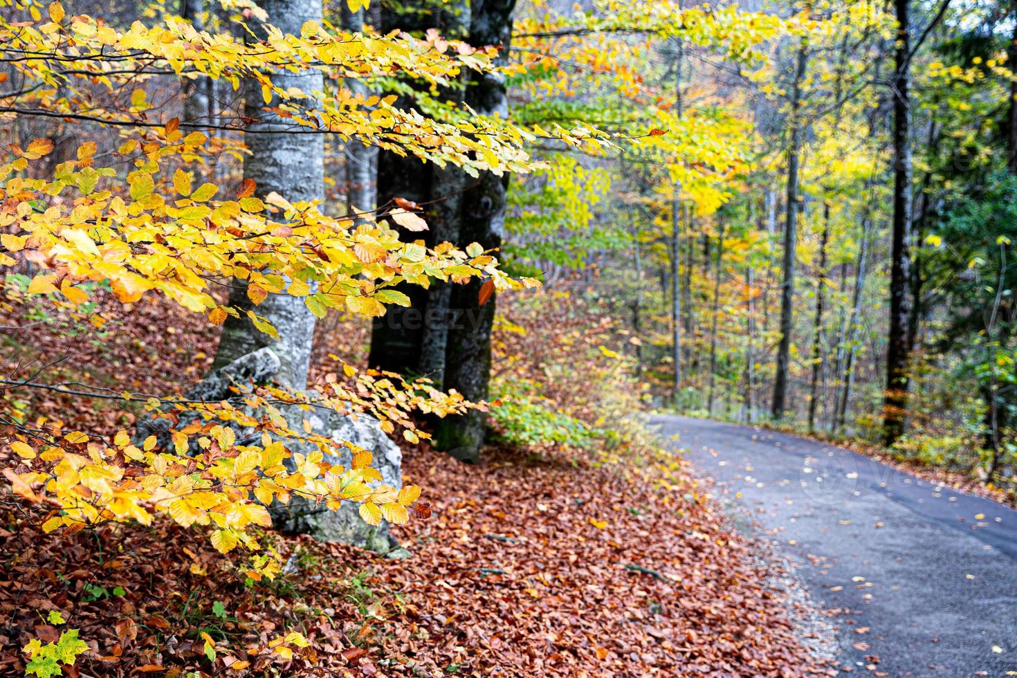 Baumwechsel Farbe in der Herbstsaison der Naturparklandschaft. foto