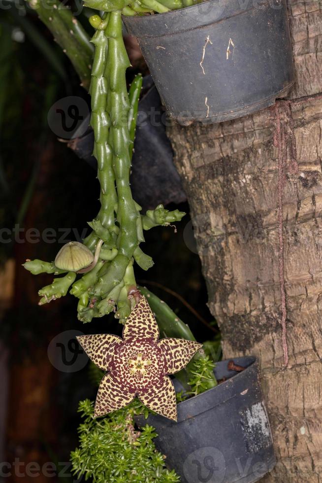 Sternkaktusblüte foto