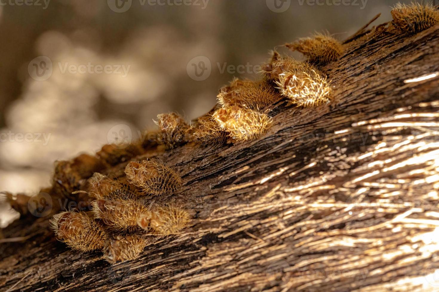 Pilzkäfer exuvia foto