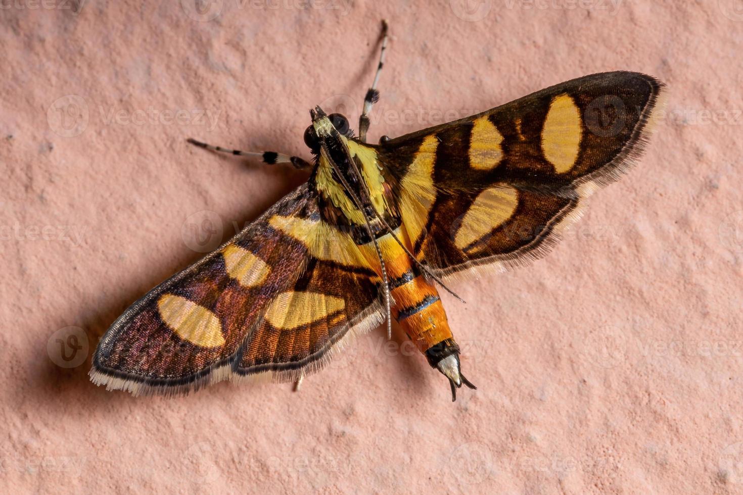 männliche erwachsene orange-gefleckte Blumenmotte foto