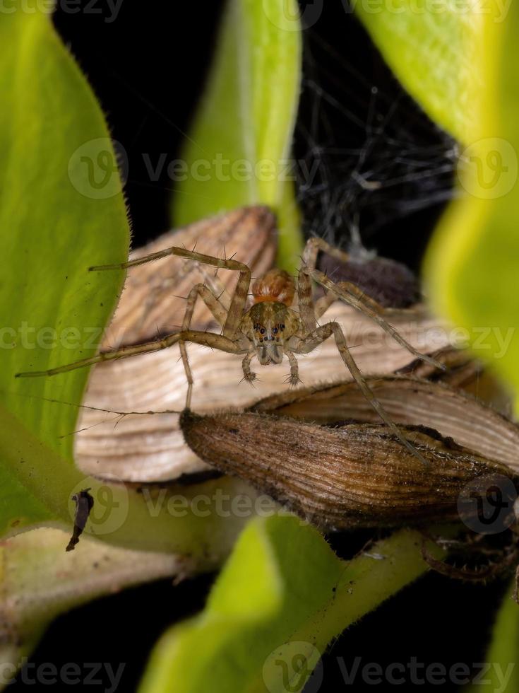 Kindergarten Web Spinne foto