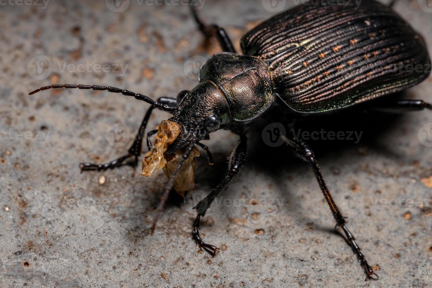 Erwachsener Raupe Jäger Käfer, der einen Teil eines Heuschreckenabdomens isst foto