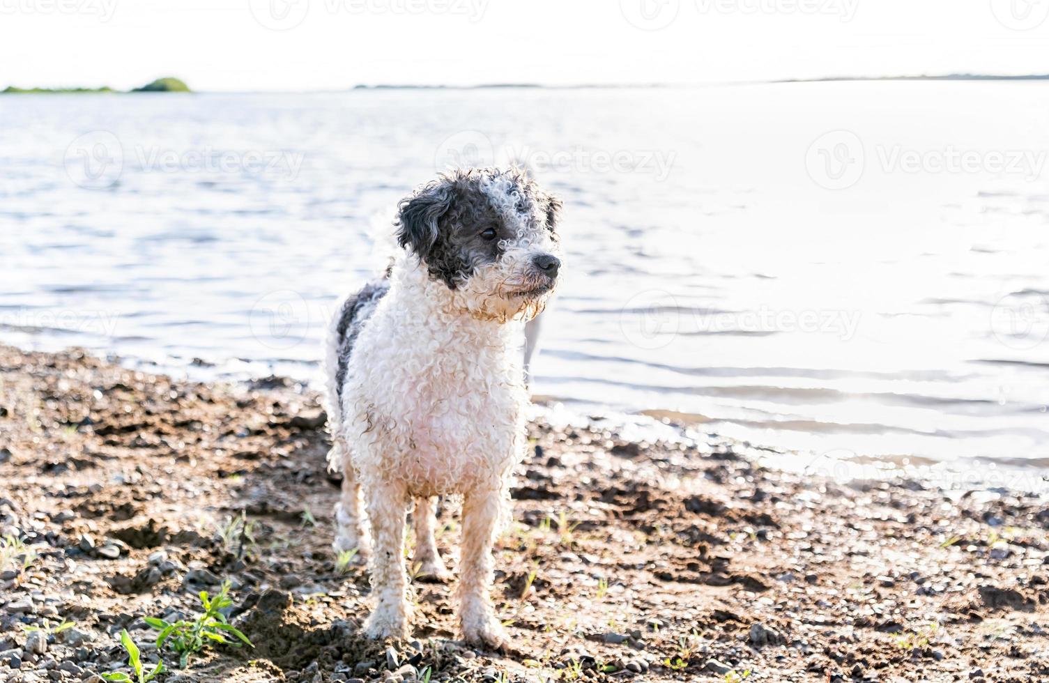 süßer Bichon Frise Hund, der am Wasser spazieren geht foto