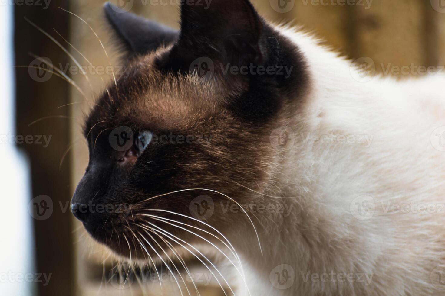 süß häuslich Siamese Katze mit Blau Augen, draussen Szene, felis catus foto