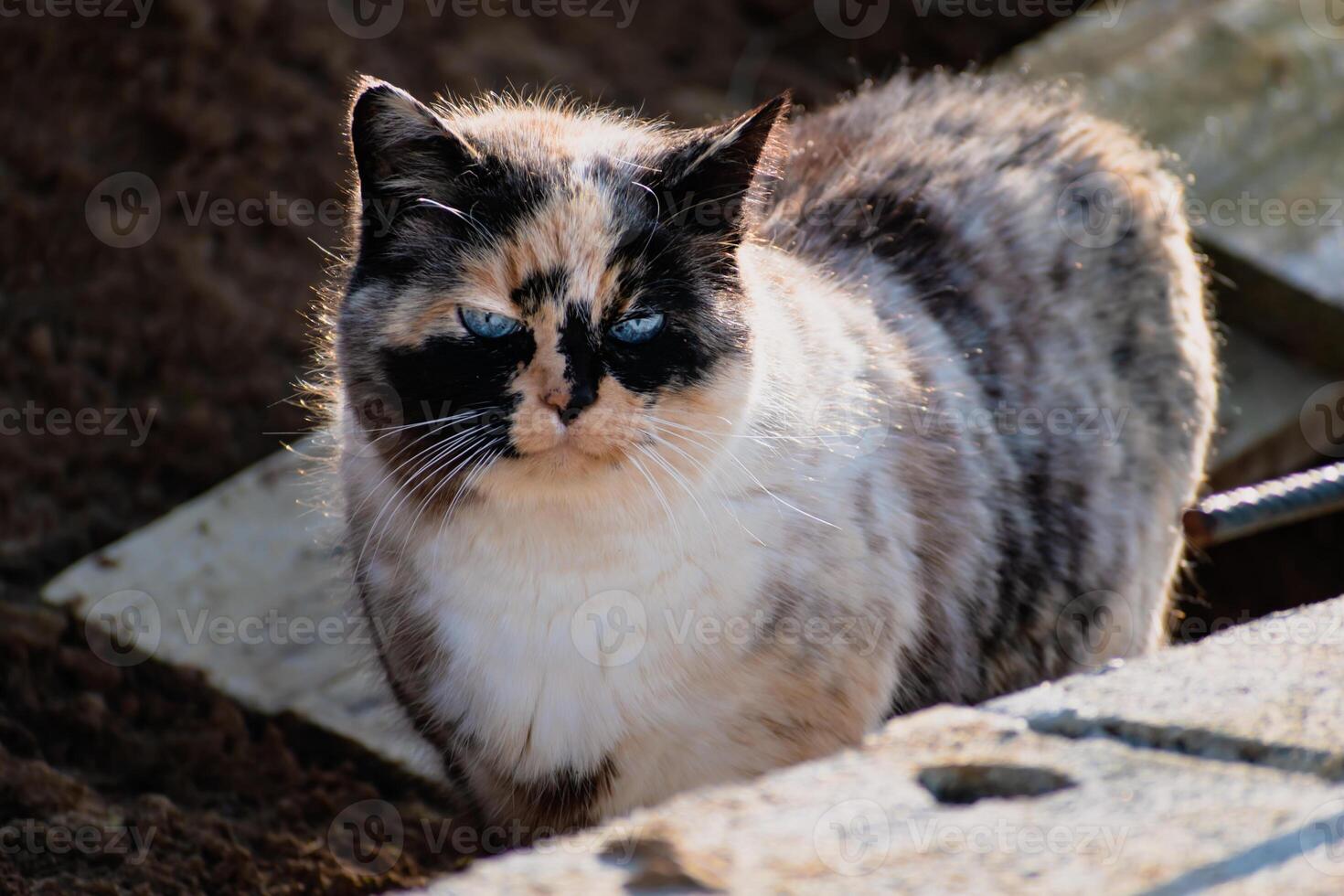 schön Kattun Katze mit Blau Augen Sitzung im das Garten mit Sonnenschein foto