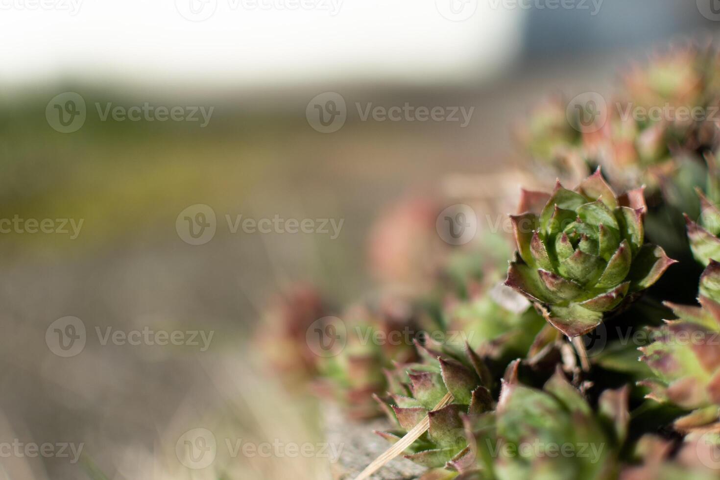 sempervivum Tektorum, verbreitet Hauswurz. mehrjährig Pflanze wachsend im Blume Topf. sempervivum im Natur. für immer leben Anlage, saftig. foto