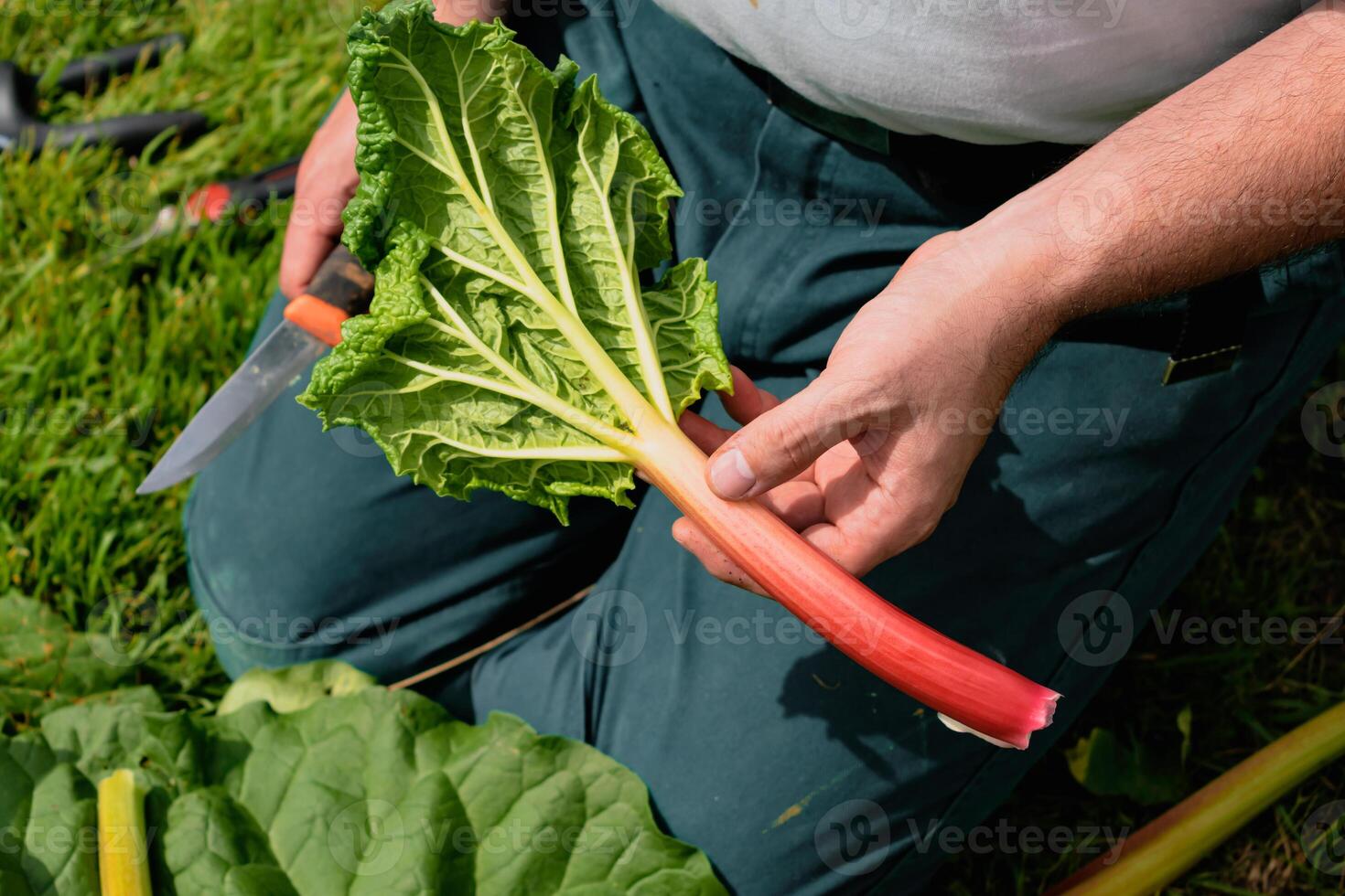 Rhabarber Ernte im ein Garten zu machen Kuchen und Kompott, Rheuma Rhabarber foto