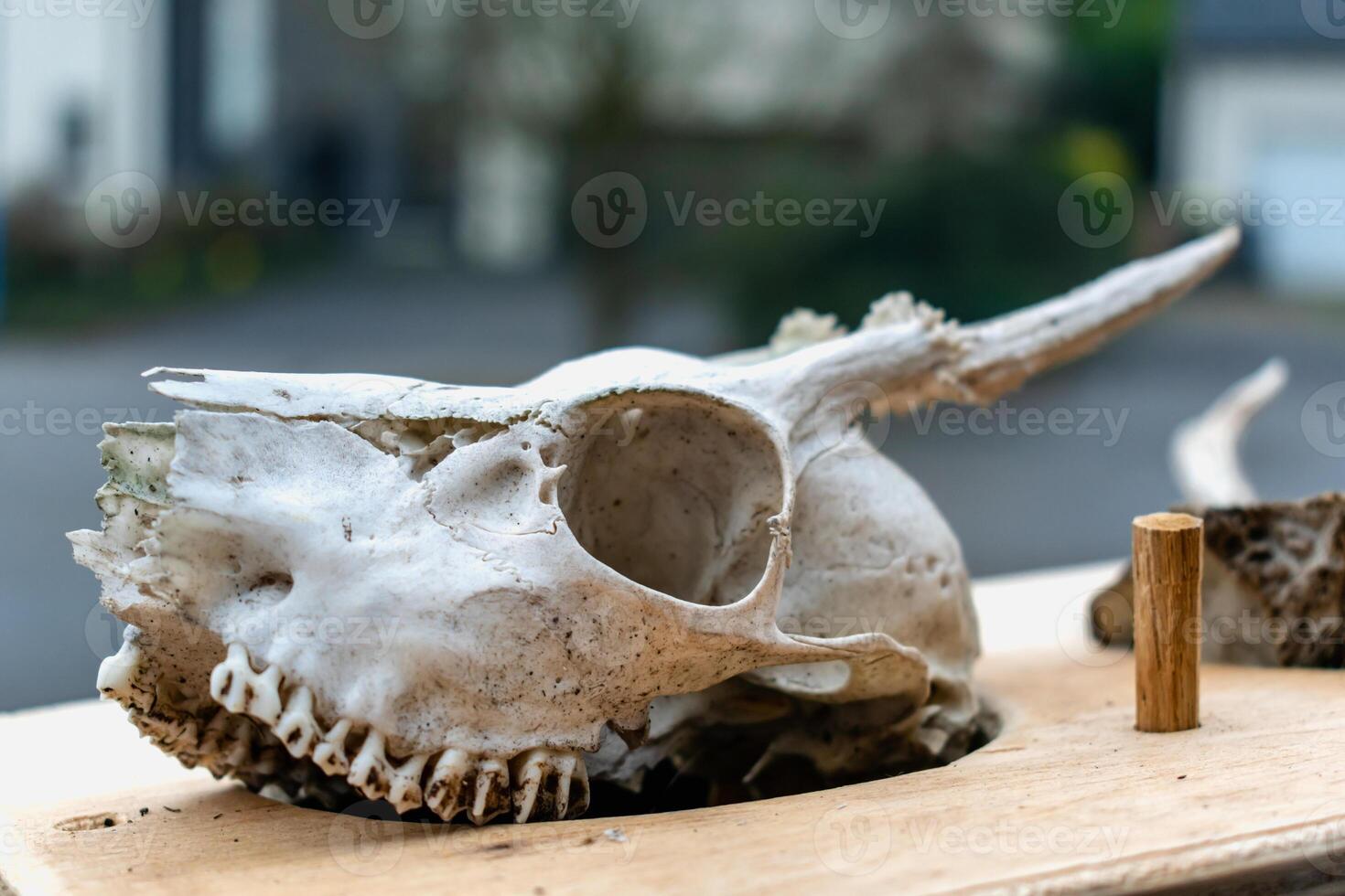 Schädel von jung Hirsch mit es ist Zähne und Geweih foto