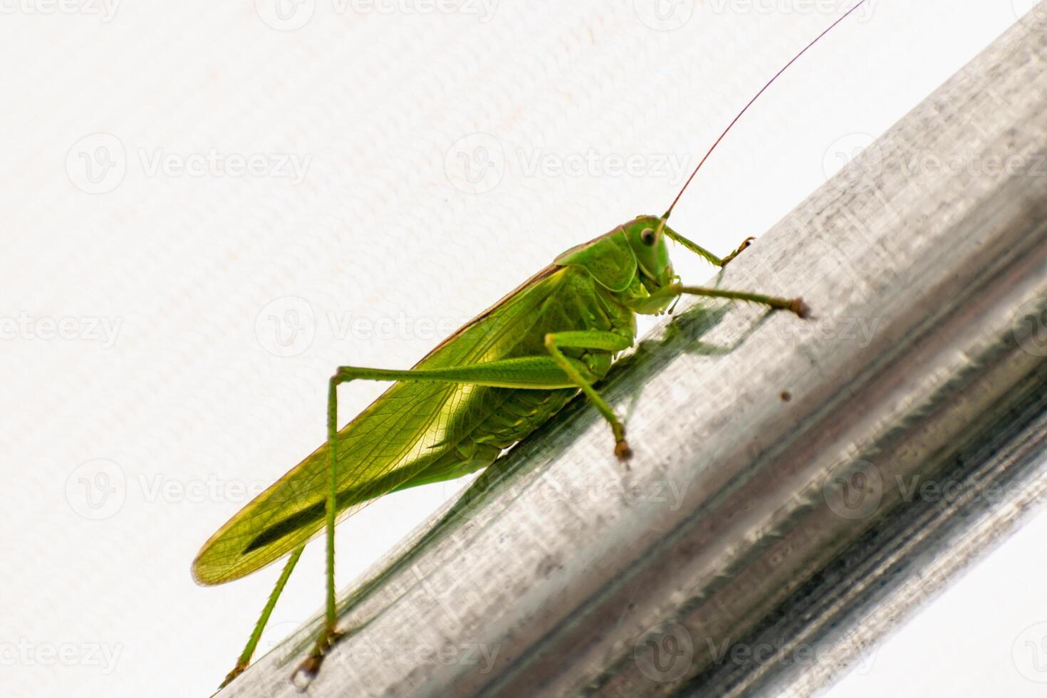 groß Heuschrecke im ein Garten Zelt, Katydid, Tettigoniidae foto