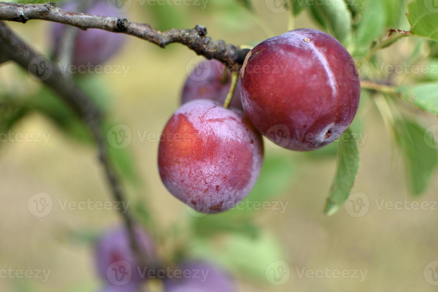 wild Pflaume Baum im ein Obstgarten im Frankreich im Sommer. Blau und violett Pflaumen im Garten, Prunus domestica foto