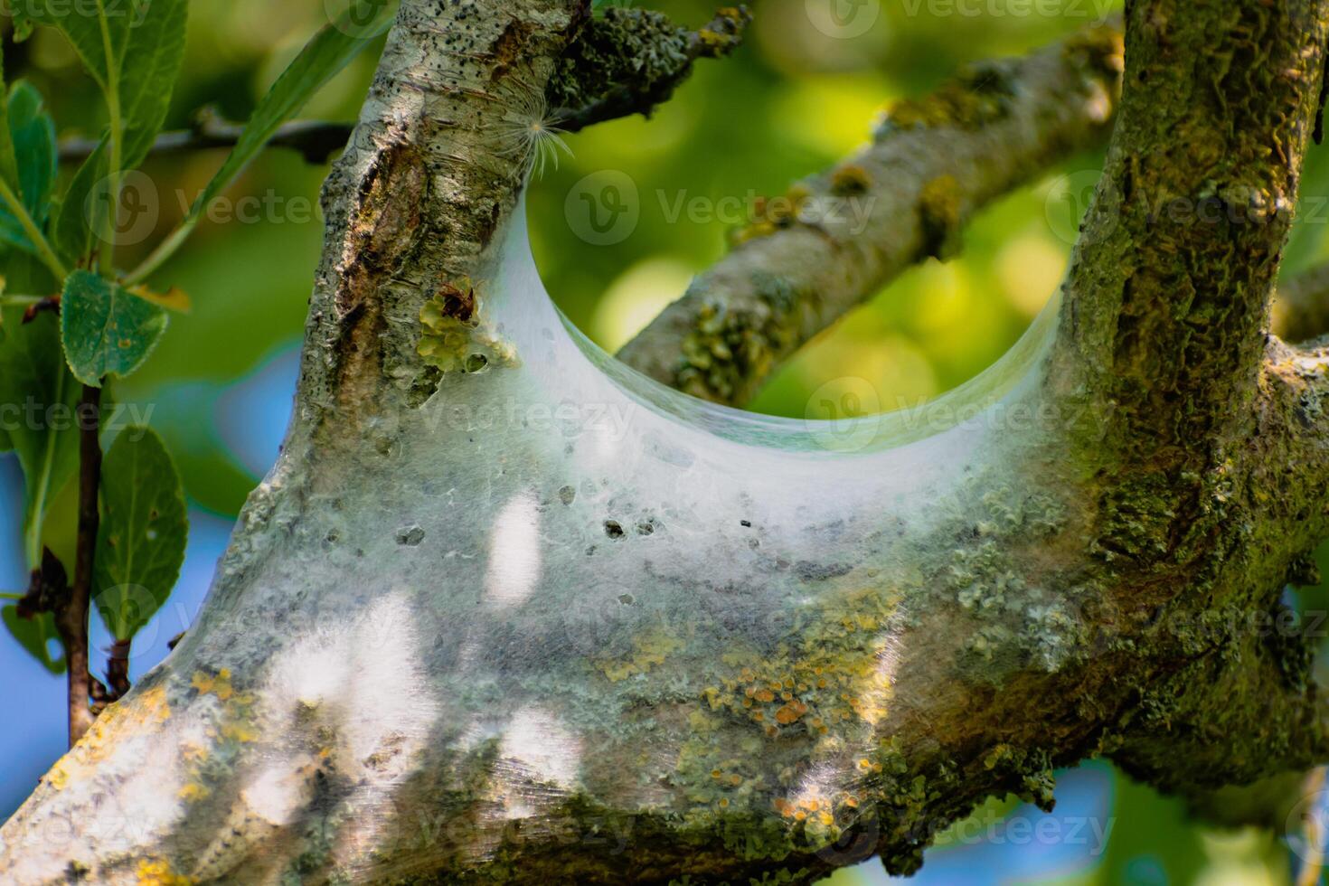 Nest von Raupen gesehen im ein Obst Baum, möglicherweise das Lakai Motte, Malakosom Neustrien, Schmetterlinge foto