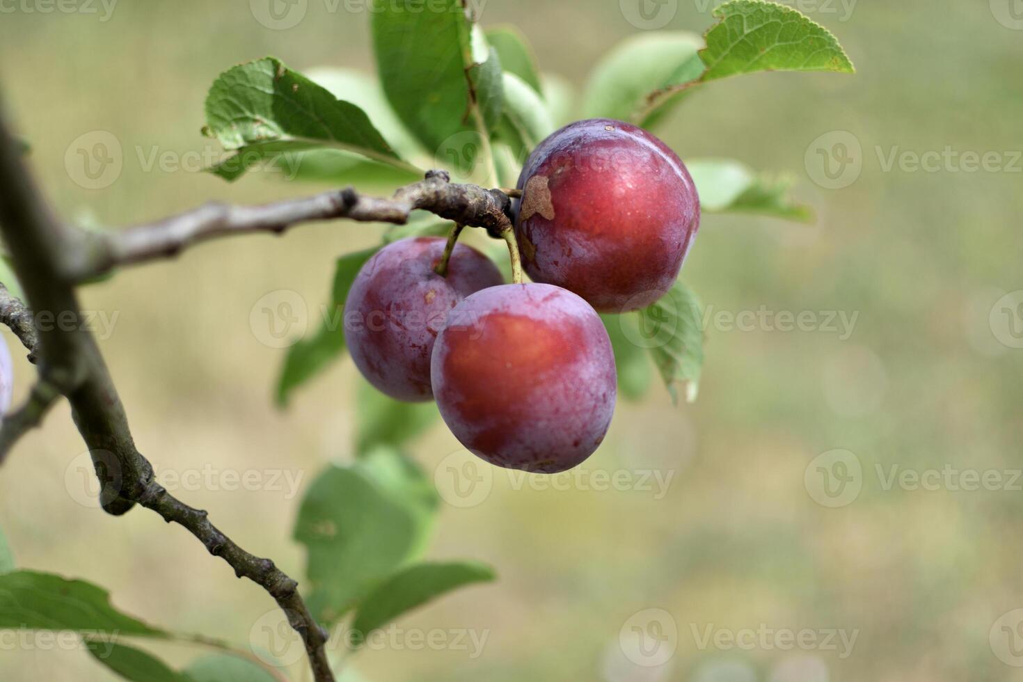 wild Pflaume Baum im ein Obstgarten im Frankreich im Sommer. Blau und violett Pflaumen im Garten, Prunus domestica foto