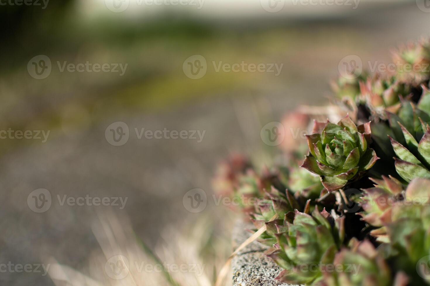 sempervivum Tektorum, verbreitet Hauswurz. mehrjährig Pflanze wachsend im Blume Topf. sempervivum im Natur. für immer leben Anlage, saftig. foto