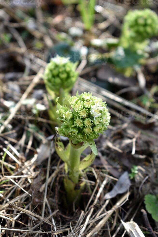 das Weiß Pestwurz, das zuerst Blumen von Frühling. Pestwurz albus im das Wald im ein feucht Umfeld, entlang Wasserläufe. im Frankreich, Europa. Blume oben Sicht. foto