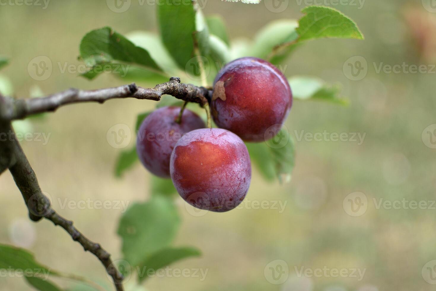 wild Pflaume Baum im ein Obstgarten im Frankreich im Sommer. Blau und violett Pflaumen im Garten, Prunus domestica foto