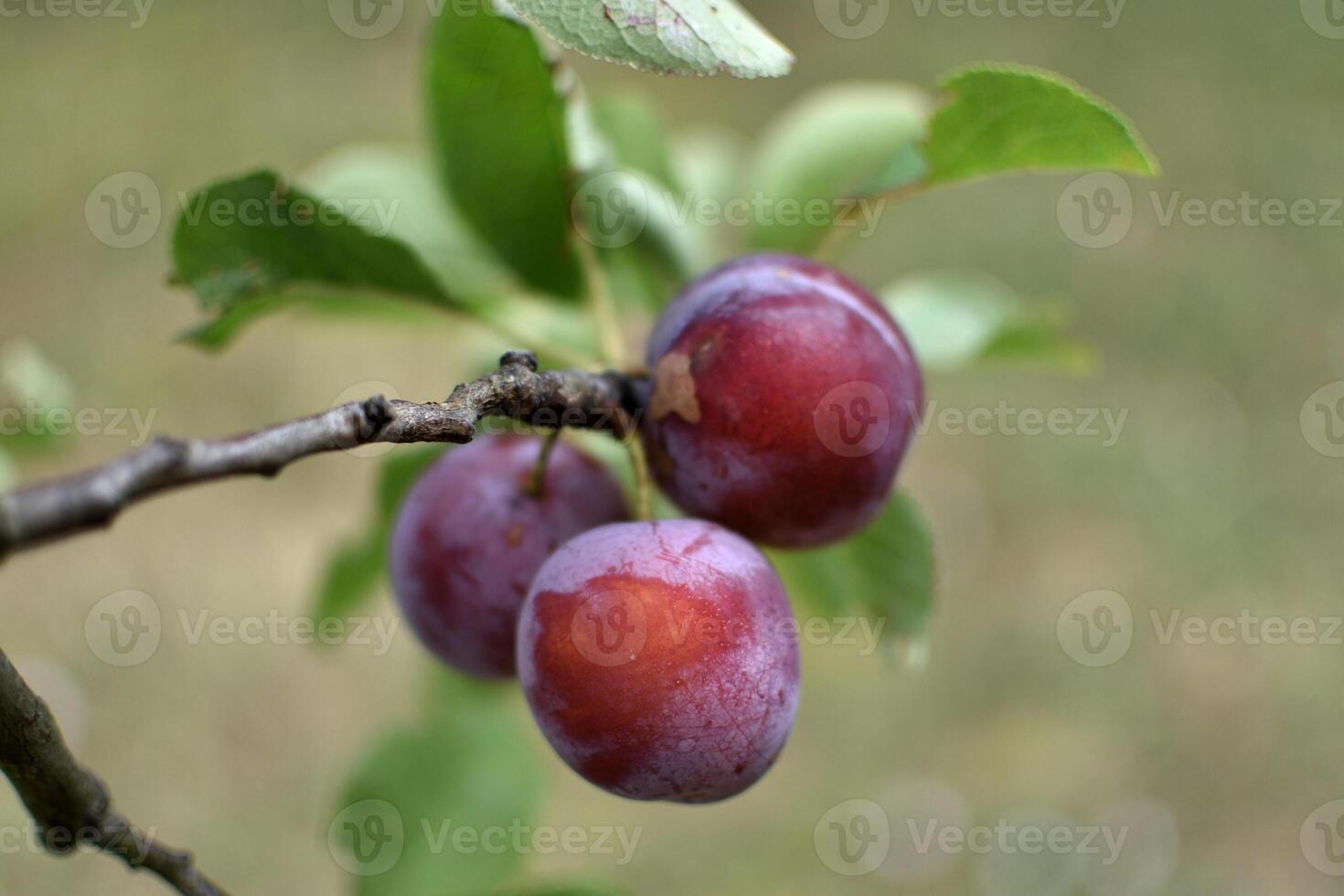 wild Pflaume Baum im ein Obstgarten im Frankreich im Sommer. Blau und violett Pflaumen im Garten, Prunus domestica foto