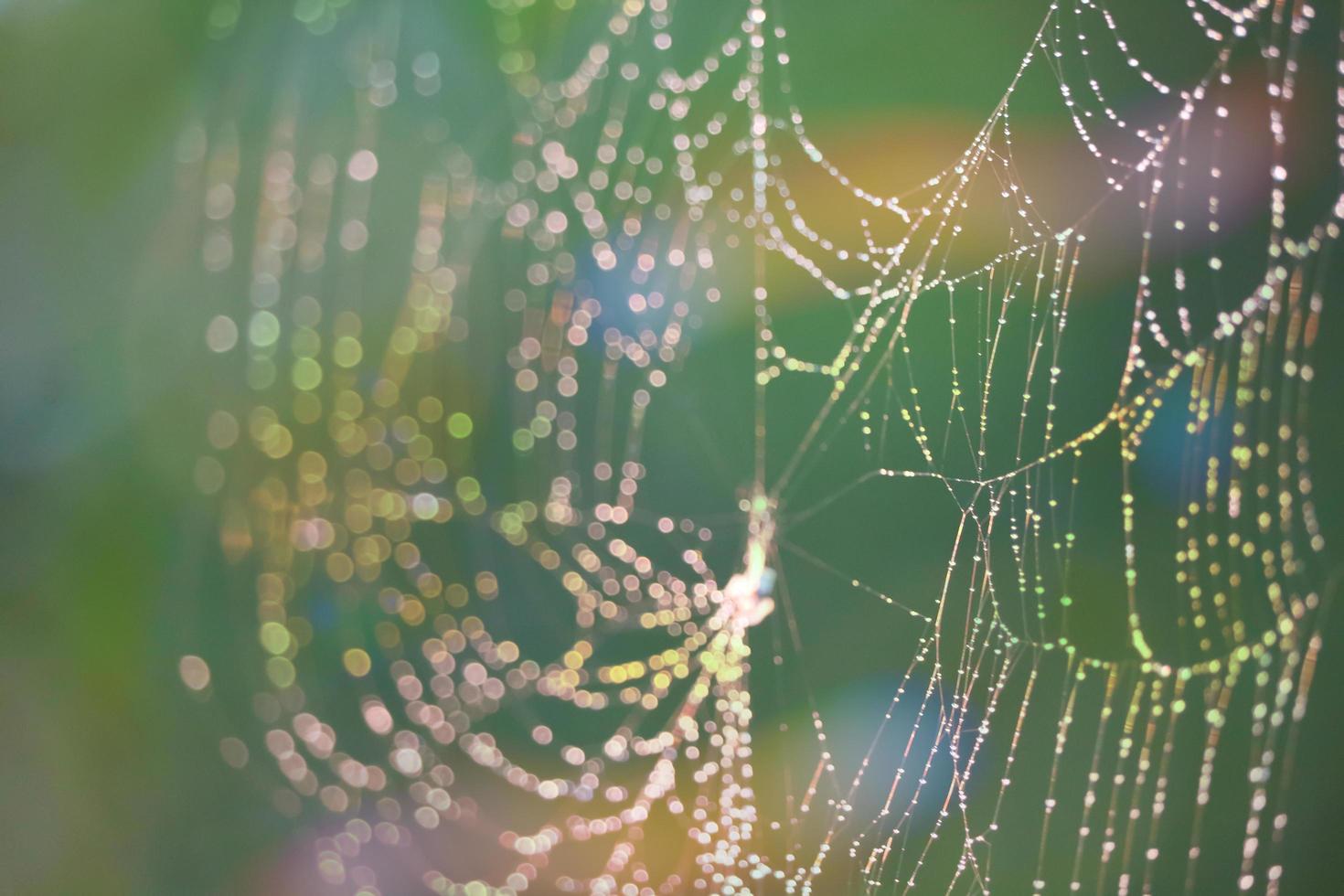 Regentropfen verschwommenes Spinnennetz natürlicher abstrakter bunter Regenbogengarten foto