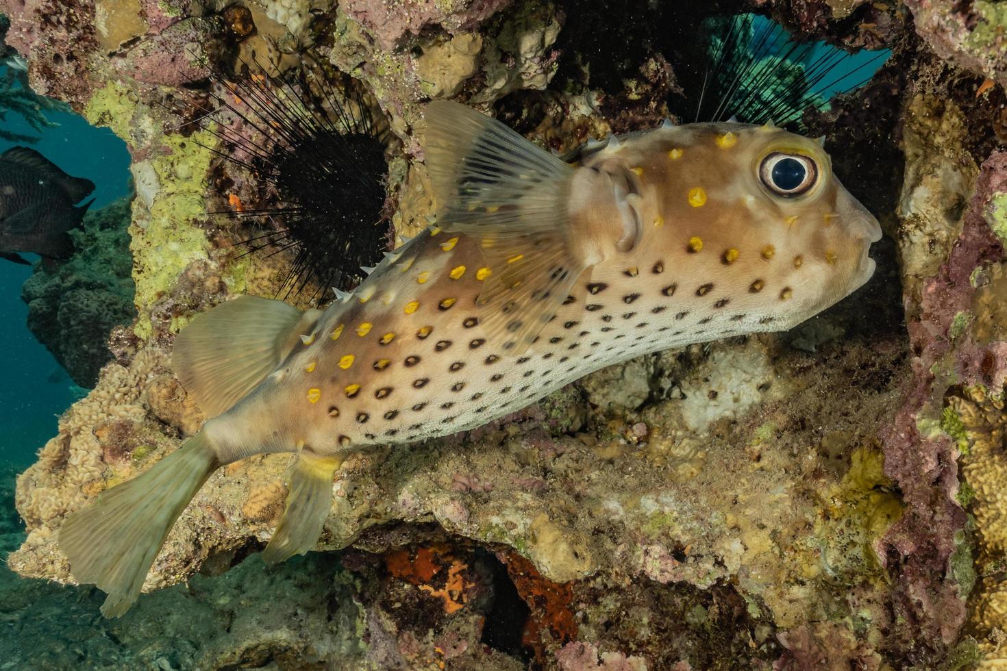 fische schwimmen im roten meer, bunte fische, eilat israel foto